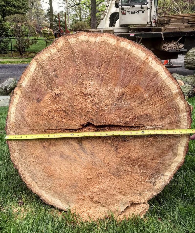 An urban tree that was cut down because it was leaning toward a house.