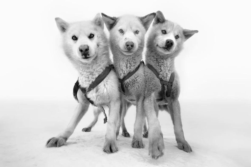 Cerberus, 2017, by Cristina Mittermeier