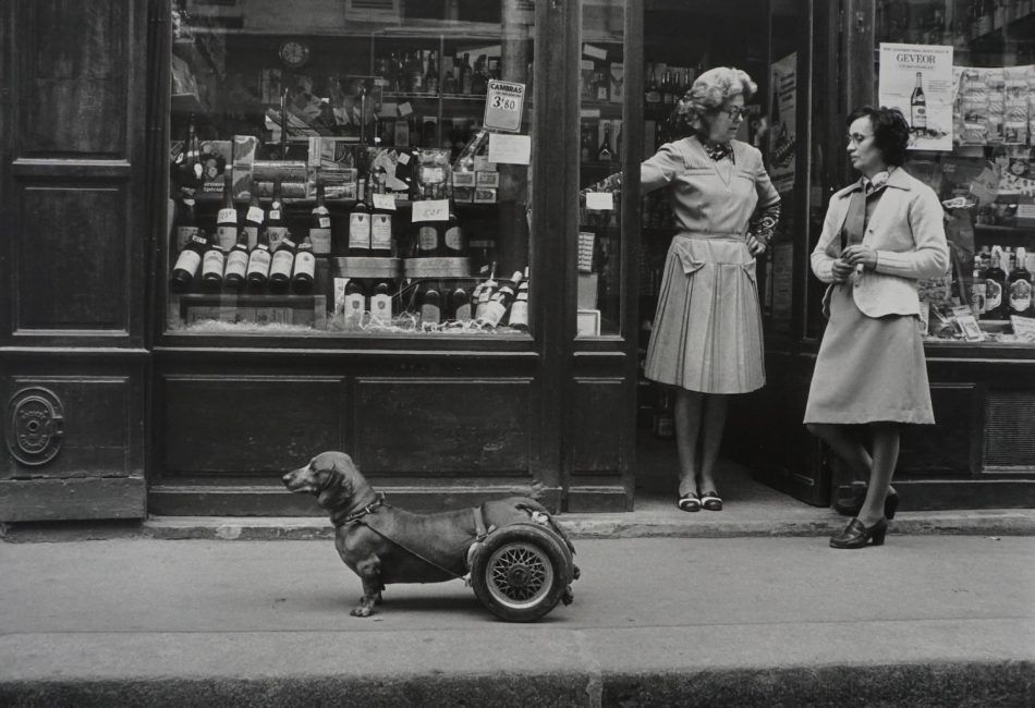 Le Chien à Roulettes, 1977, by Robert Doisneau
