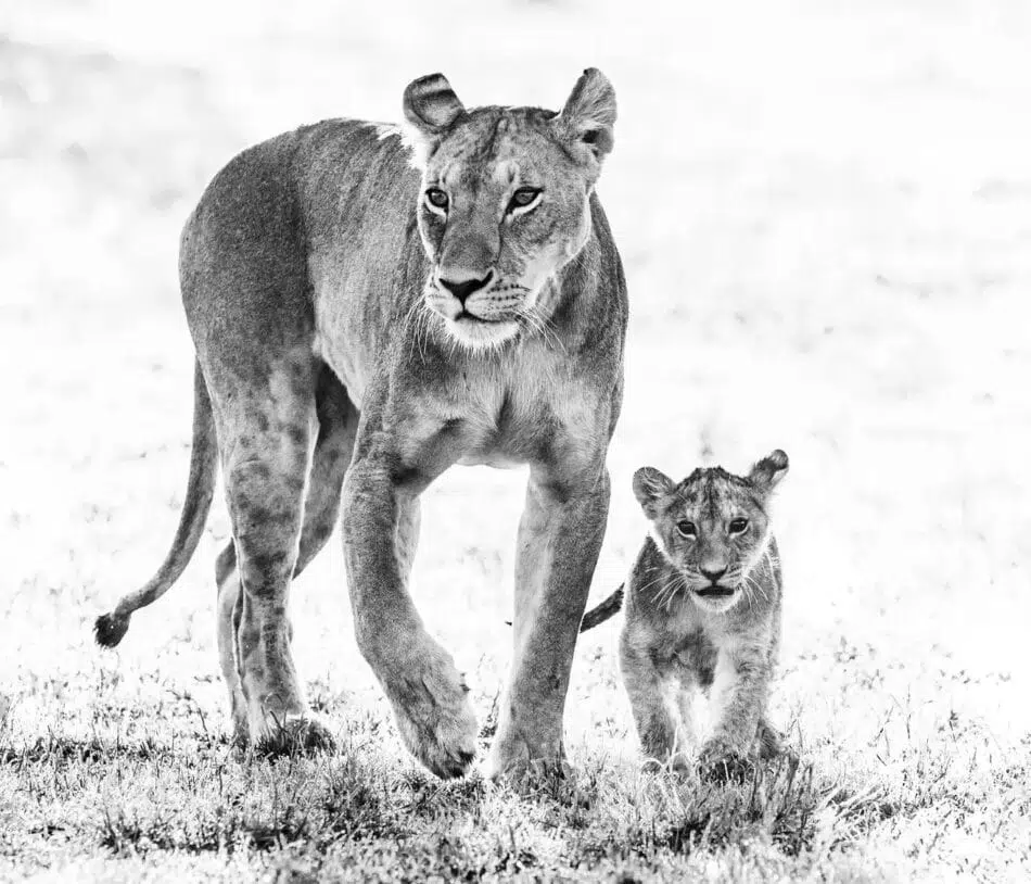 Mother's Day, 2017, by David Yarrow, offered by Hilton Asmus Contemporary