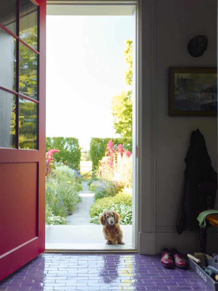 dachschund standing in a doorway