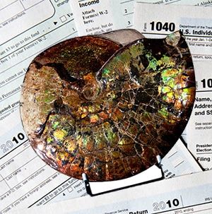 Irredescent-Ammonite-Nicolas-Cage
