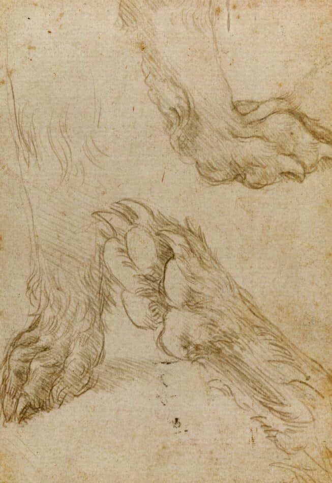 Studies of a Dog's Paw (verso), by Leonardo da Vinci