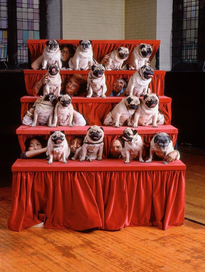 Pugs, 1991, by Neal Slavin
