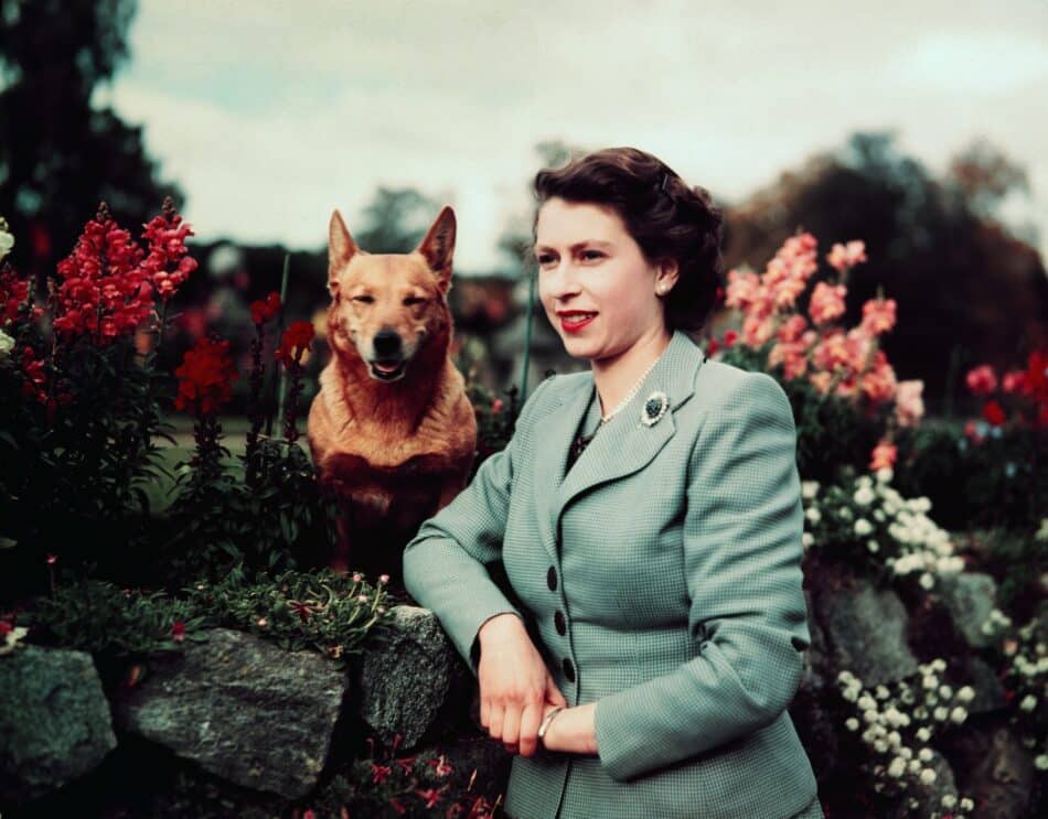 Queen Elizabeth at Balmoral Castle with one of her corgis in September 1952
