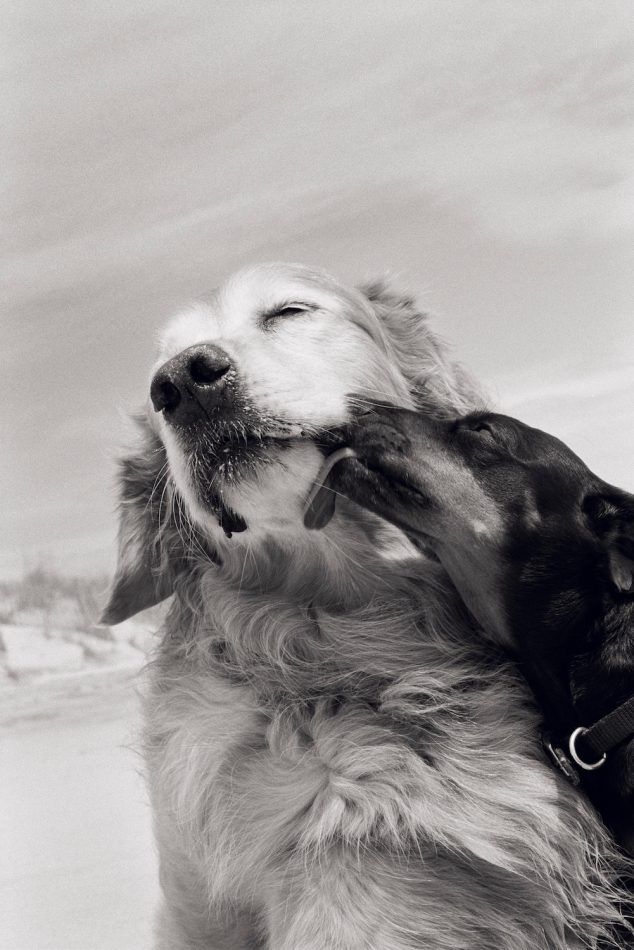 The Kiss, East Hampton, 2009, by Priscilla Rattazzi