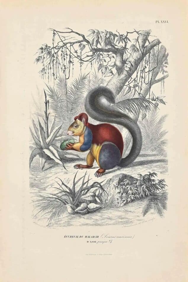 Indian Giant Squirrel, 1854, by Paul Gervais