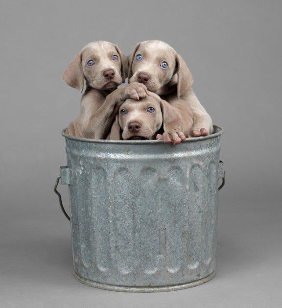Too Many, 2013, by William Wegman