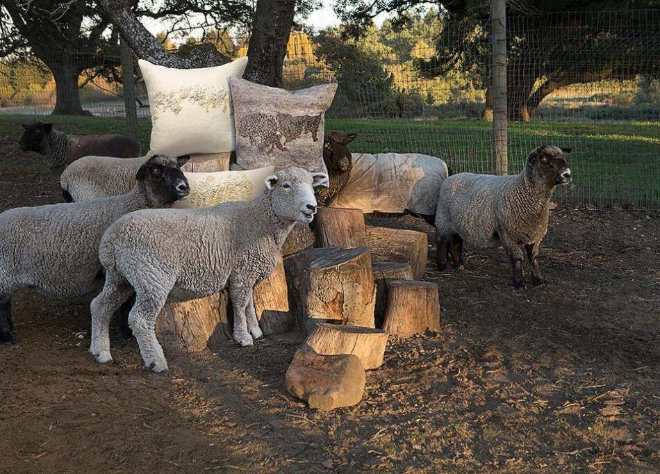 Shetland sheep provide the wool for JG Switzer's textiles.