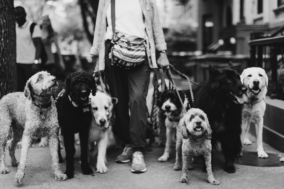 The Dog Walker 911, 2019, by Addison Jones